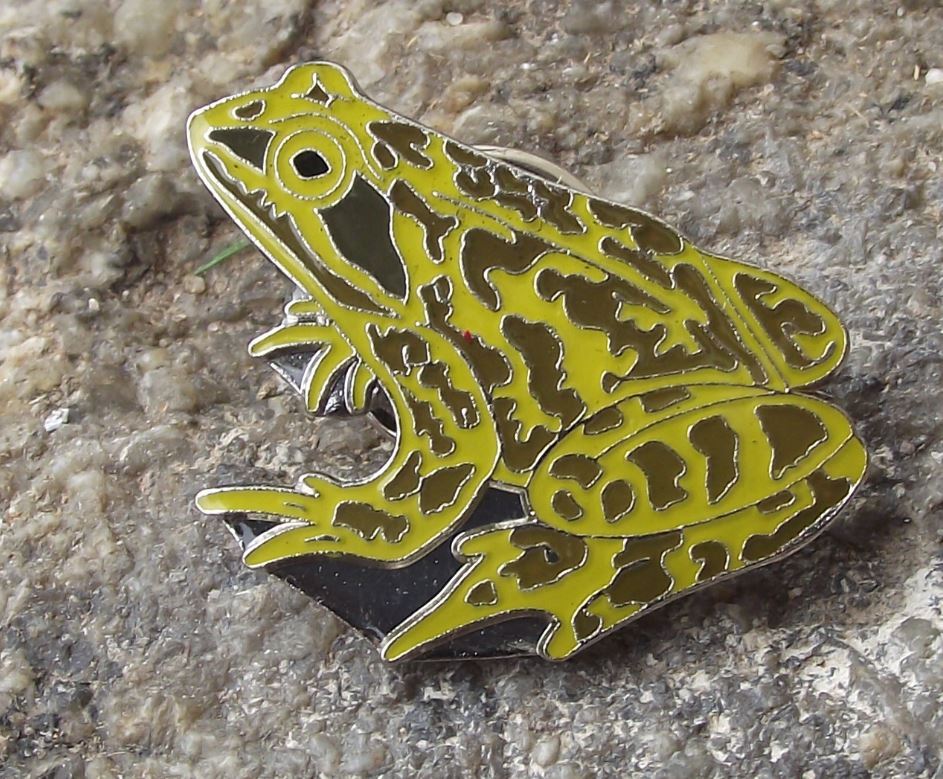 Common Brown Green Bullfrog Frog Amphibian Protection Preservation Pin Badge - Badgecrazy
