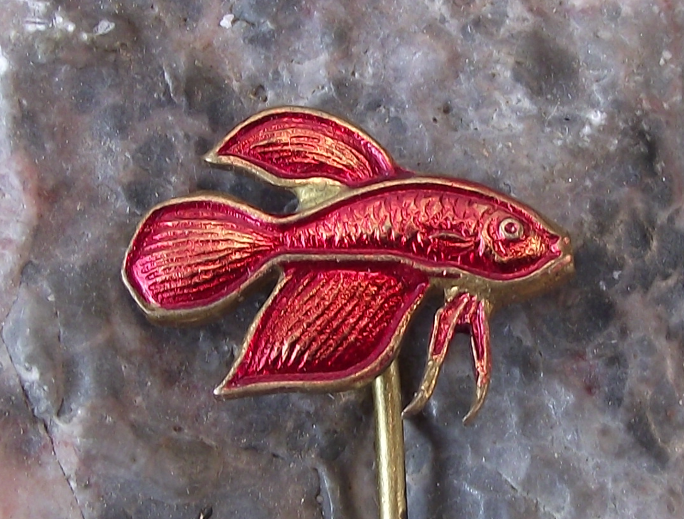 Vintage Betta Splendens Siamese Fighting Fish Tropical Aquarium Club Pin Badge - Badgecrazy