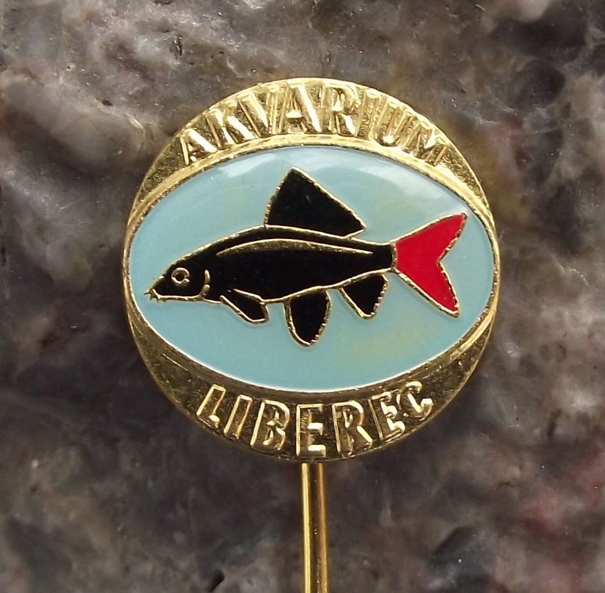 Labeo bicolor Shark Aquarium Tropical Fish Club Liberec Czechoslovakia Pin Badge - Badgecrazy