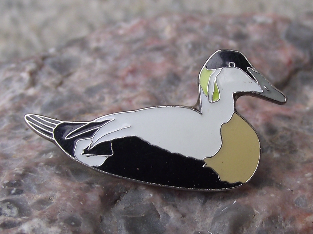 Eider European Duck Fresh Water Bird Pin Badge - Badgecrazy