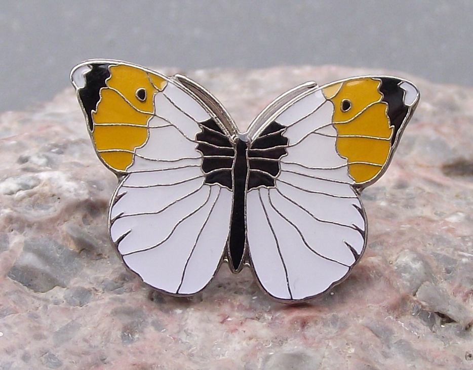 Orange Tip Tipped Anthocharini Butterfly Flying Insect Pin Badge